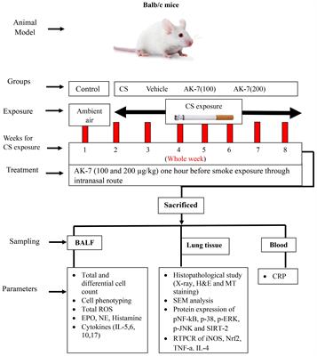 Inhibiting SIRT-2 by AK-7 restrains airway inflammation and oxidative damage promoting lung resurgence through NF-kB and MAP kinase signaling pathway